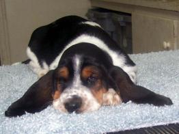 BB puppy