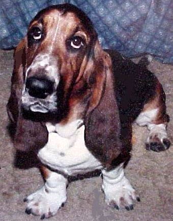 Clyde