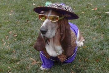 Gordo the Pimp