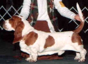 Elwood P. Dowd