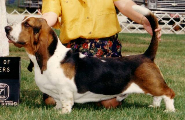 Rufus