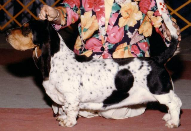 Dolly
