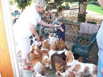 Sam and the bassets