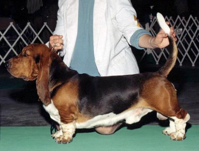 Simon