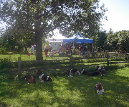 A View of the Two Yards