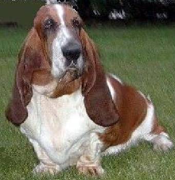 Gordo