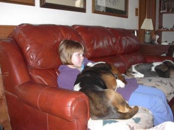 Lap dog