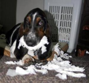 Naughty Norman