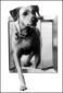Pet Doors USA