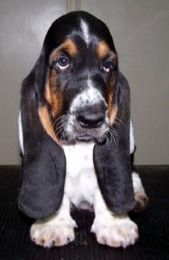 Puppy from responsible breeder