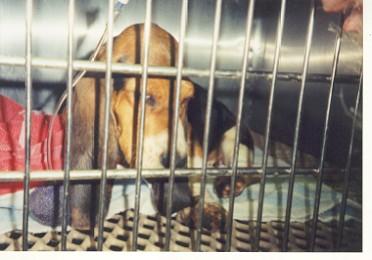 Puppy mill basset
