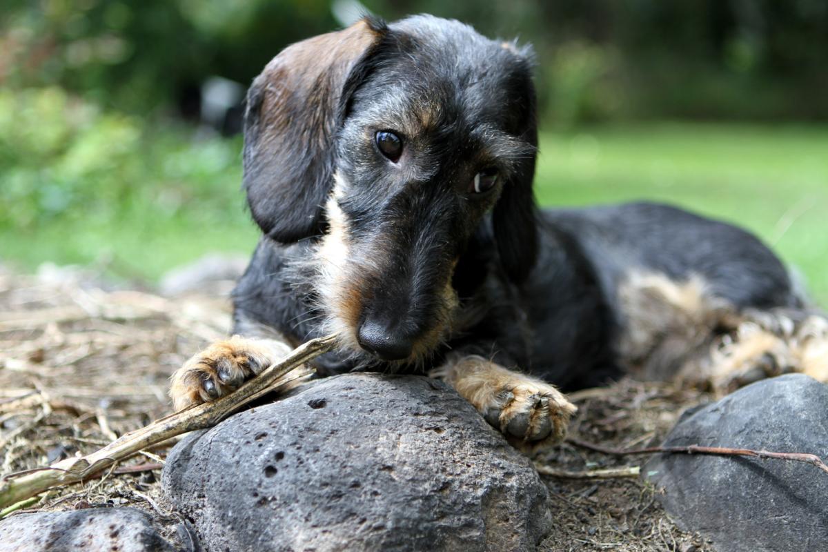 wirehaired doxie