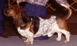 picture of dog