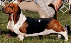 picture of dog