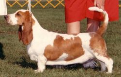 picture of dog