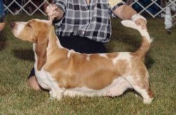 picture of dog