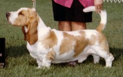 picture of dog