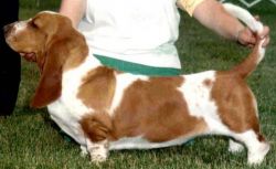 picture of dog