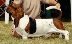 picture of dog