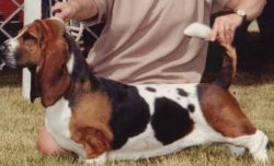 picture of dog