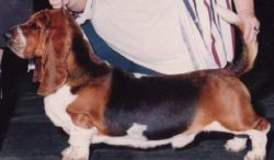 picture of dog