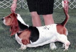 picture of dog