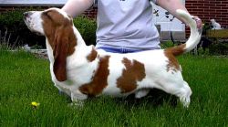 picture of dog