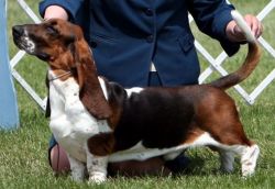picture of dog