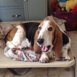 picture of dog