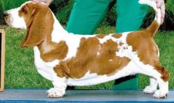 picture of dog