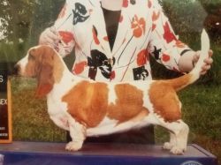 picture of dog
