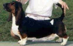 picture of dog