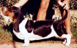 picture of dog