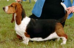 picture of dog