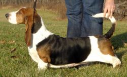 picture of dog
