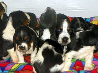 picture of dog