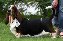 picture of dog