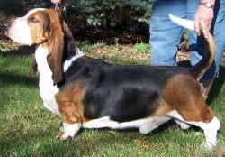 picture of dog