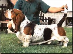 picture of dog