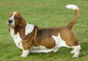 picture of dog