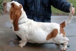 picture of dog