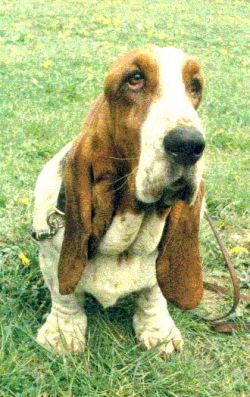 picture of dog