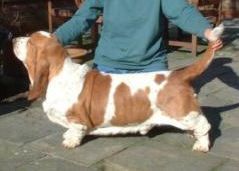 picture of dog
