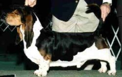 picture of dog