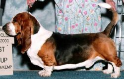 picture of dog