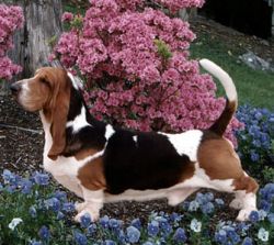 picture of dog
