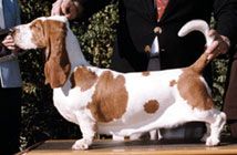 picture of dog