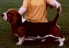 picture of dog