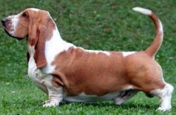 picture of dog