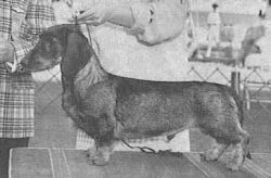 picture of dog